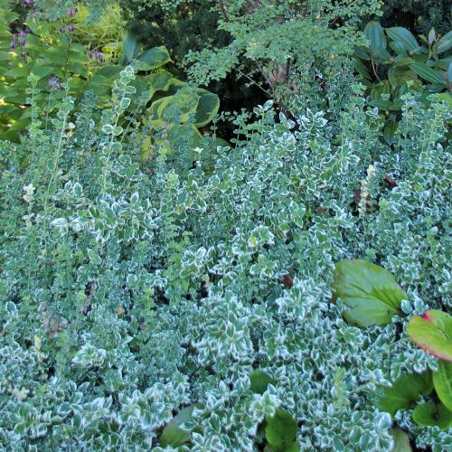 Euonymus fortunei Emerald Gaiety