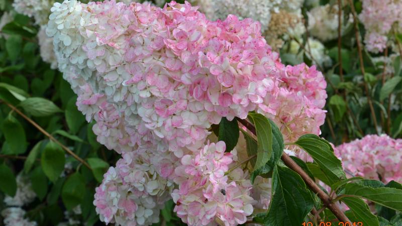 Hydrangea pan Vanille Fraise
