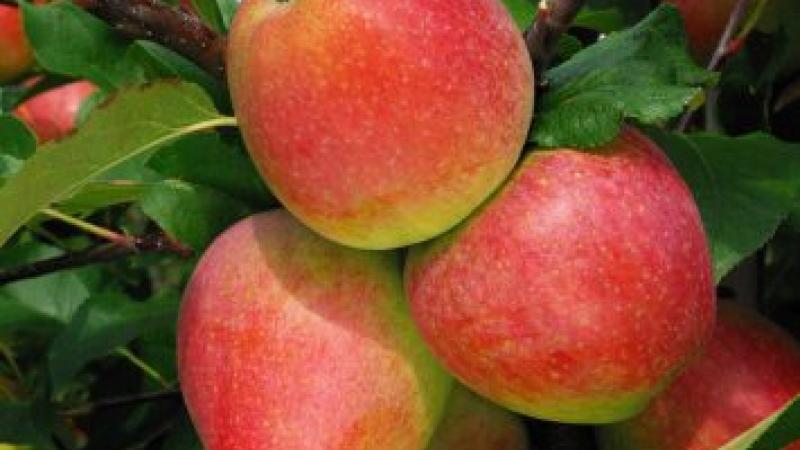 Malus Coxybelle