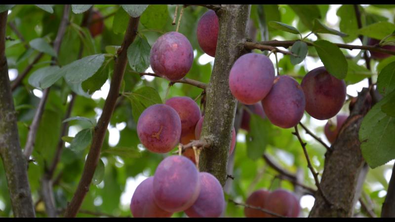 Prunus domestica Wignon