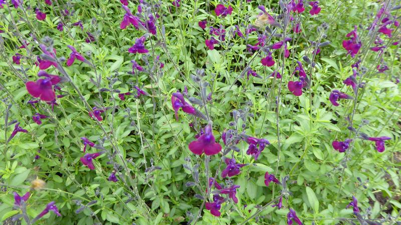 Salvia hybride Night Butterfly