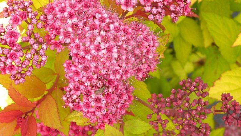 Plante : SPJADOPLARBIBA