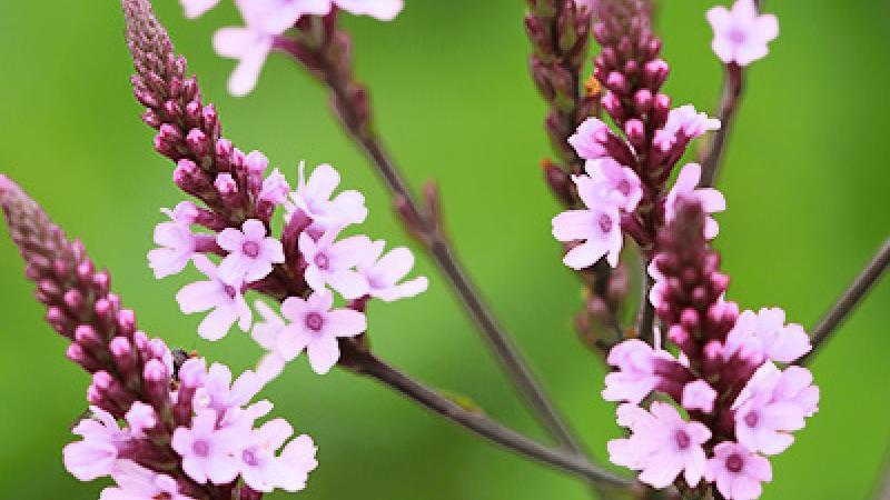 Verbena officinalis