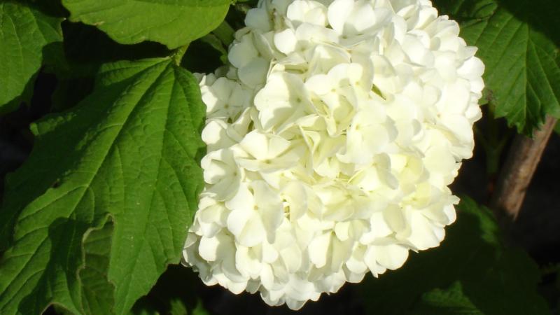 Viburnum plicatum Grandiflorum