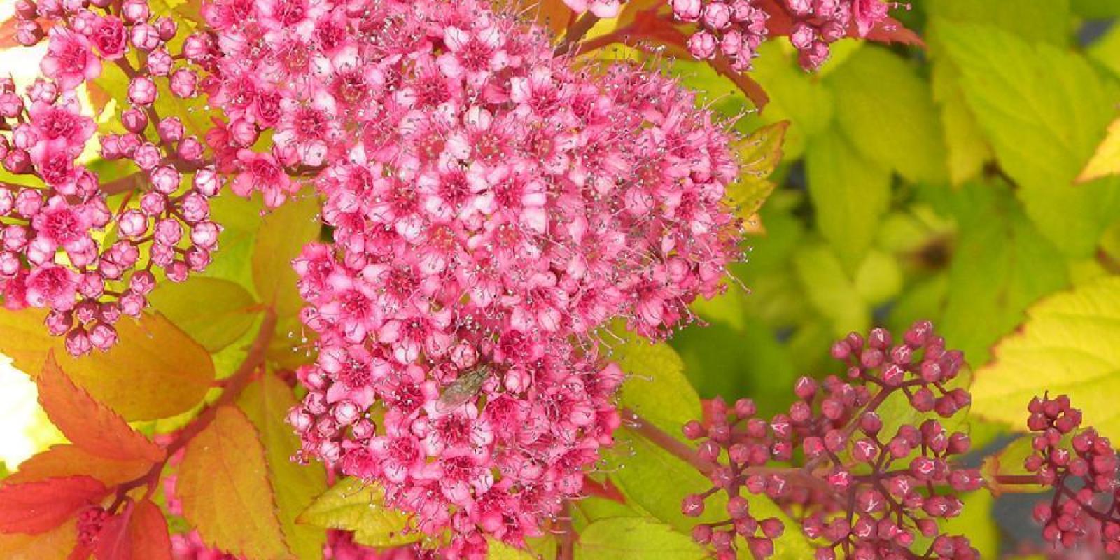 Plante : SPJADOPLARBIBA