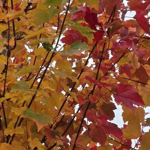 Acer october Glory feuillage d'automne