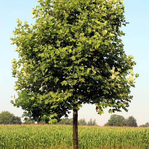 liriodendron tulipifera en été