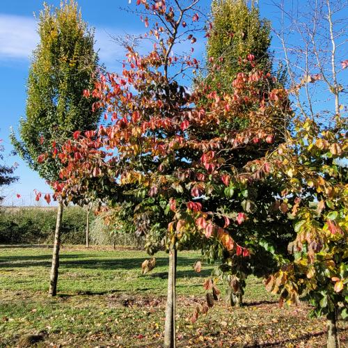 parrotia sur tronc