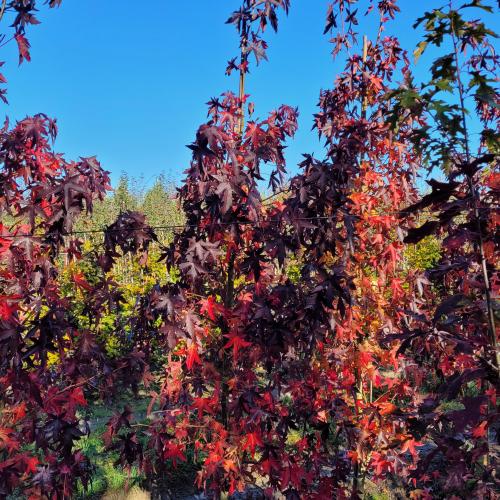 Liquidambar worsplesdon baliveau