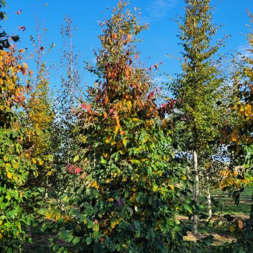 coloration automnale début