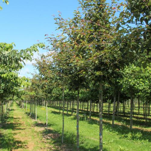 Acer campestre 20/25 été