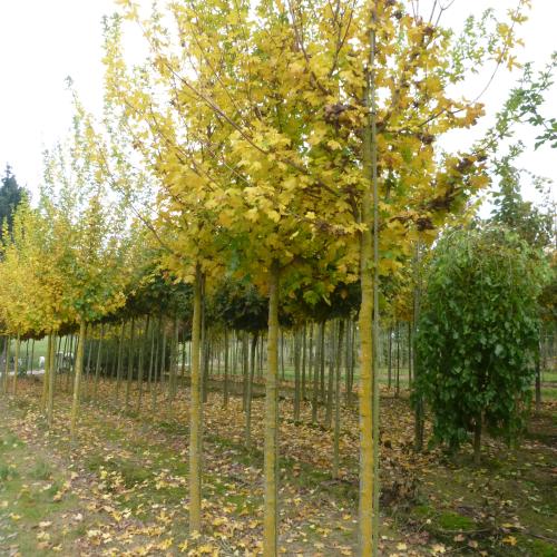 Acer campestre automne