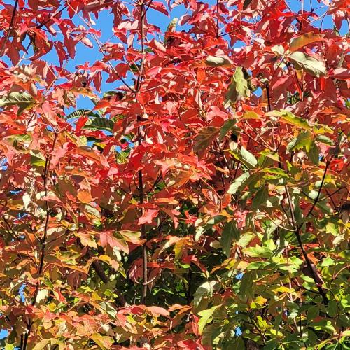 Acer griseum automne