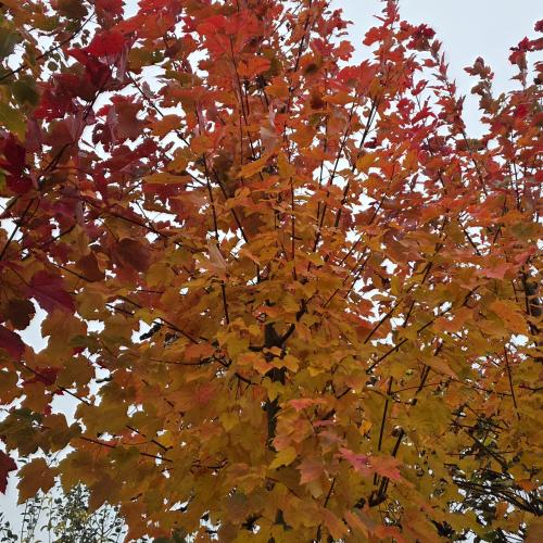 Acer rubrum couronne