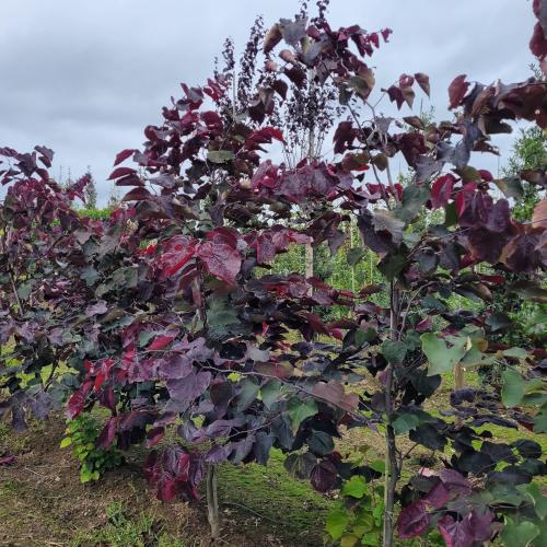 Cercis canadensis Forest Pansy 200/250
