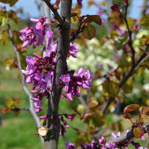 Cercis siliquastrum floraison