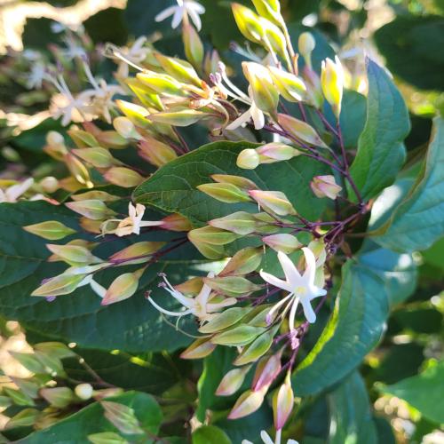 Clerodendron tr. floraison