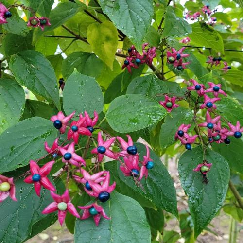 fructification bleue