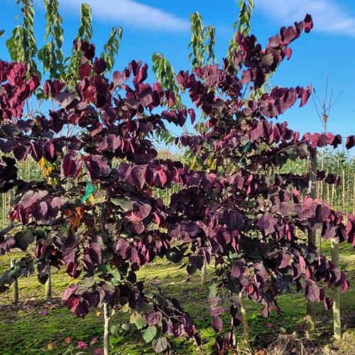 Cercis canadensis F P 200/250
