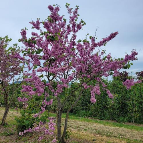 Cercis siliquastrum floraison