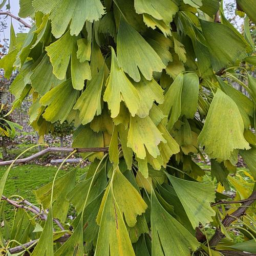 Ginkgo biloba Saratoga