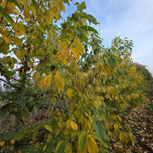 Halesia carolina bal 200/250 automne