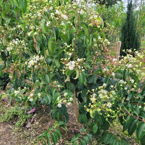 Heptacodium buisson 125/150