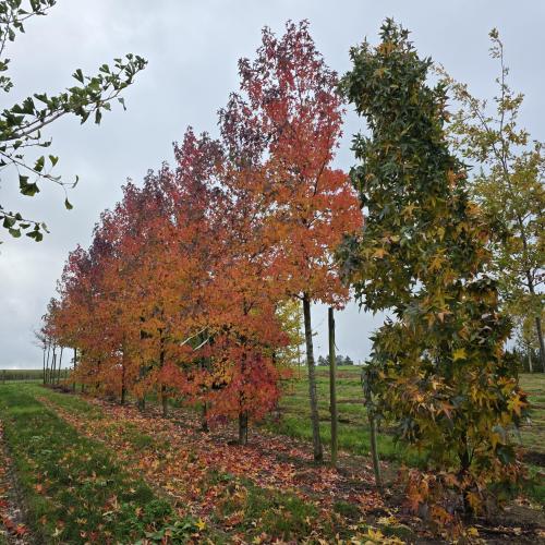 Liquidambar styraciflua Worsplesdon BB HT 25/30