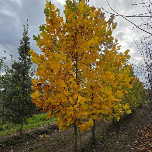 Liriodendron tulipifera BB 18/20