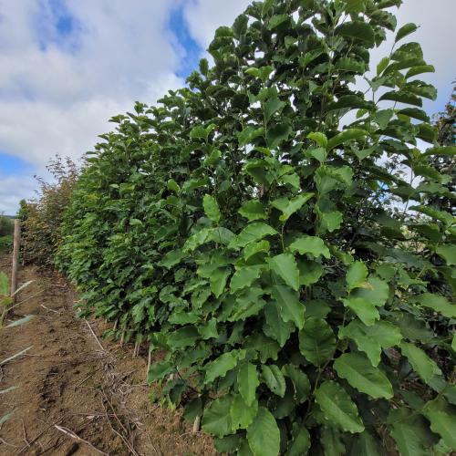 Magnolia kobus baliveau 200/250