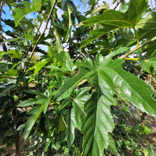 Morus alba Fruitless feuillage