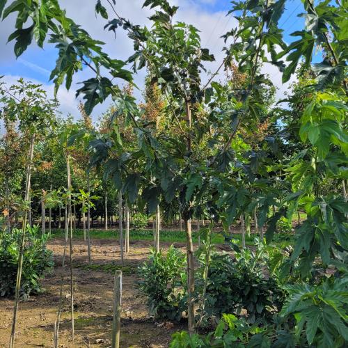 Morus alba Fruitless 8/10