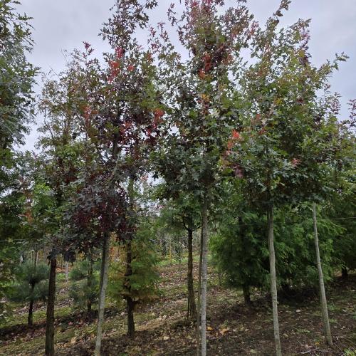 Quercus bucklei fin de l'été