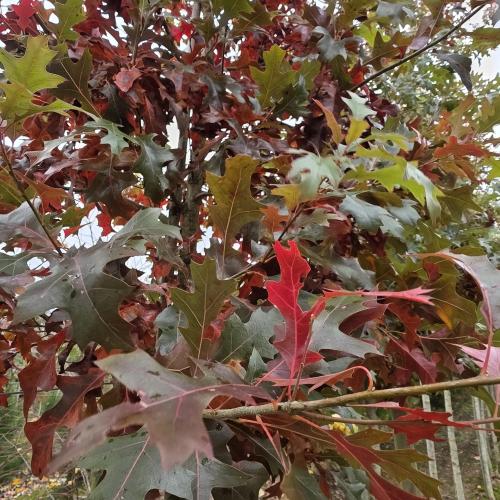 Quercus bucklei feuillage