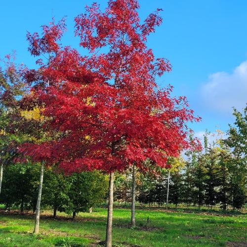 Chêne écarlate automne 25/30