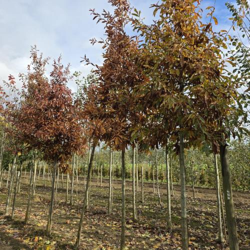 Quercus imbricaria 18/20