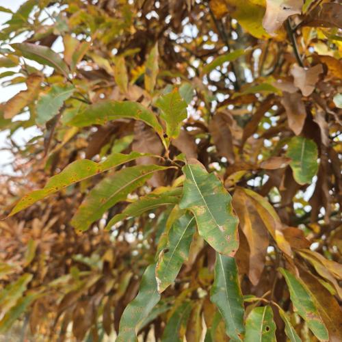 Quercus imbricaria feuillage d'automne