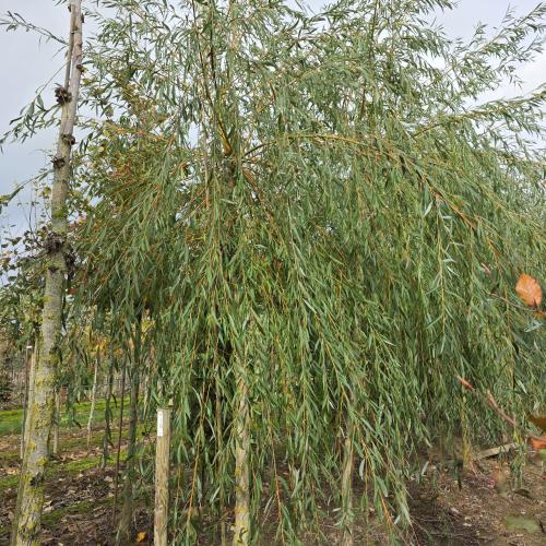 Salix sepulcratis Chrysocoma 