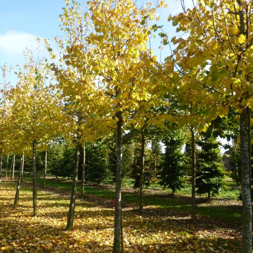 Tilia cordata Greenspire 30/35 automne