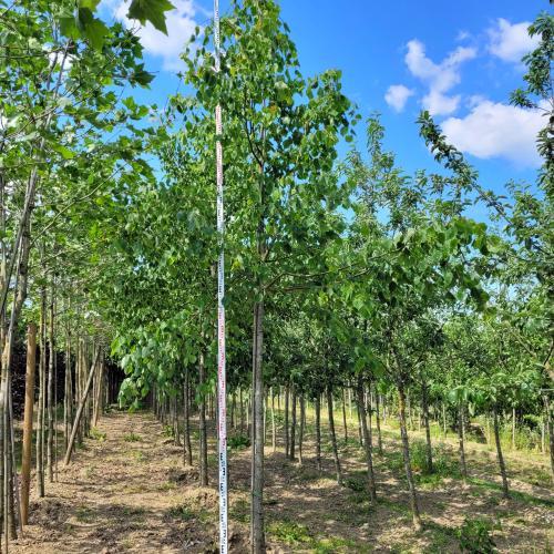 Tilia cordata 18/20