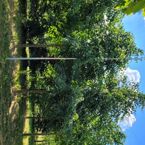 Tilia cordata 30/35