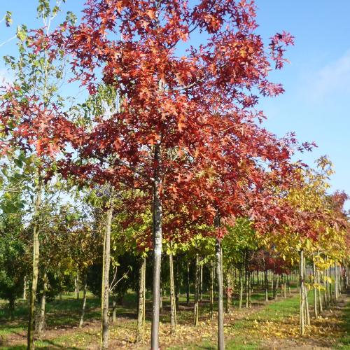 Quercus rubra 20/25