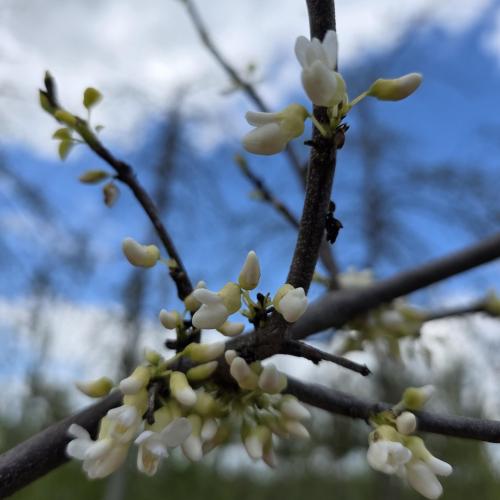 floraison