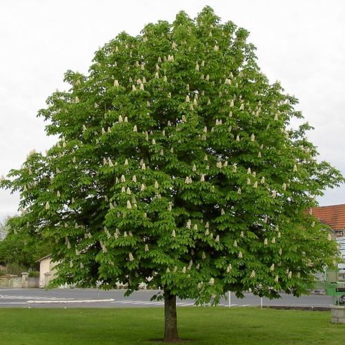 Aesculus hippocastanum