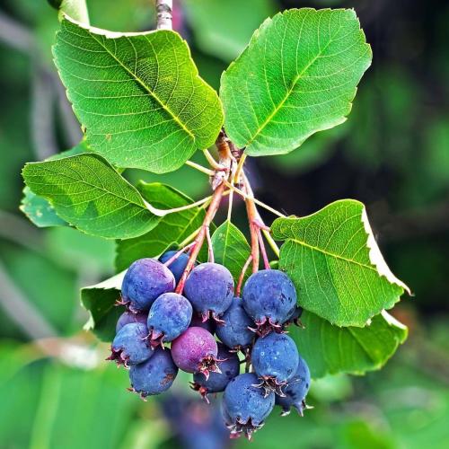 Amelanchier Saskatoon Berry