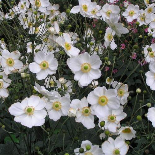 Anemone hybrida Honorine Jobert