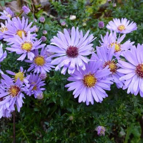 Aster hybride Little Carlow