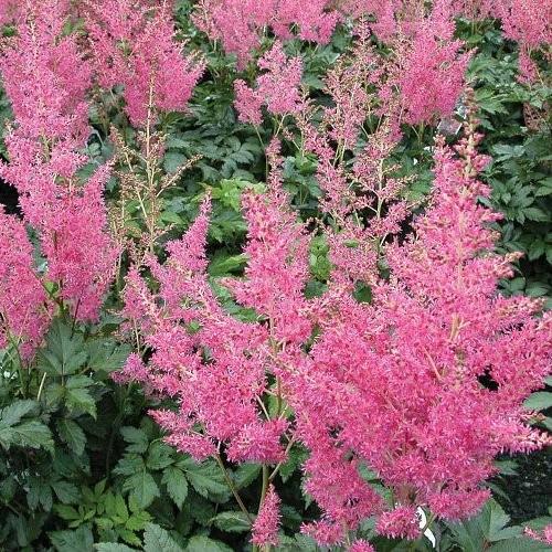 Astilbe (J) Rheinland