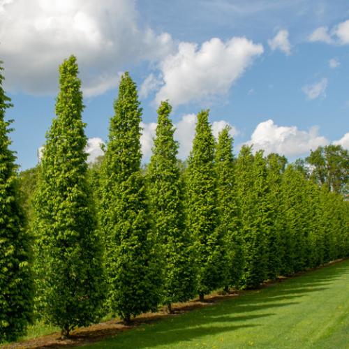 Carpinus betulus Frans Fontaine