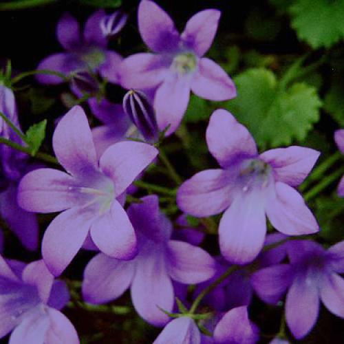Campanula portenschlagiana